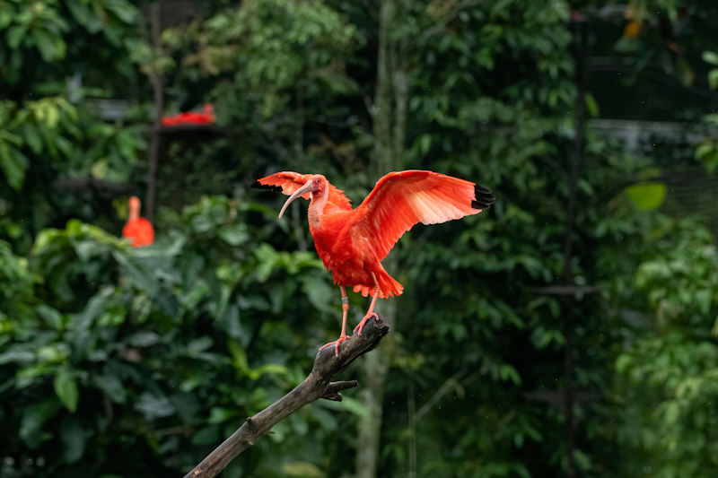 Birds